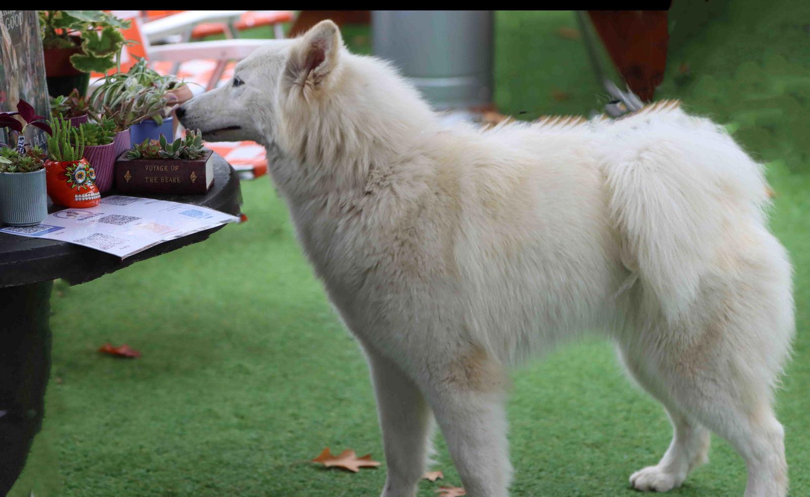 Ivory, a Adoptable Siberian Husky in Walnut Creek, CA image 2/3