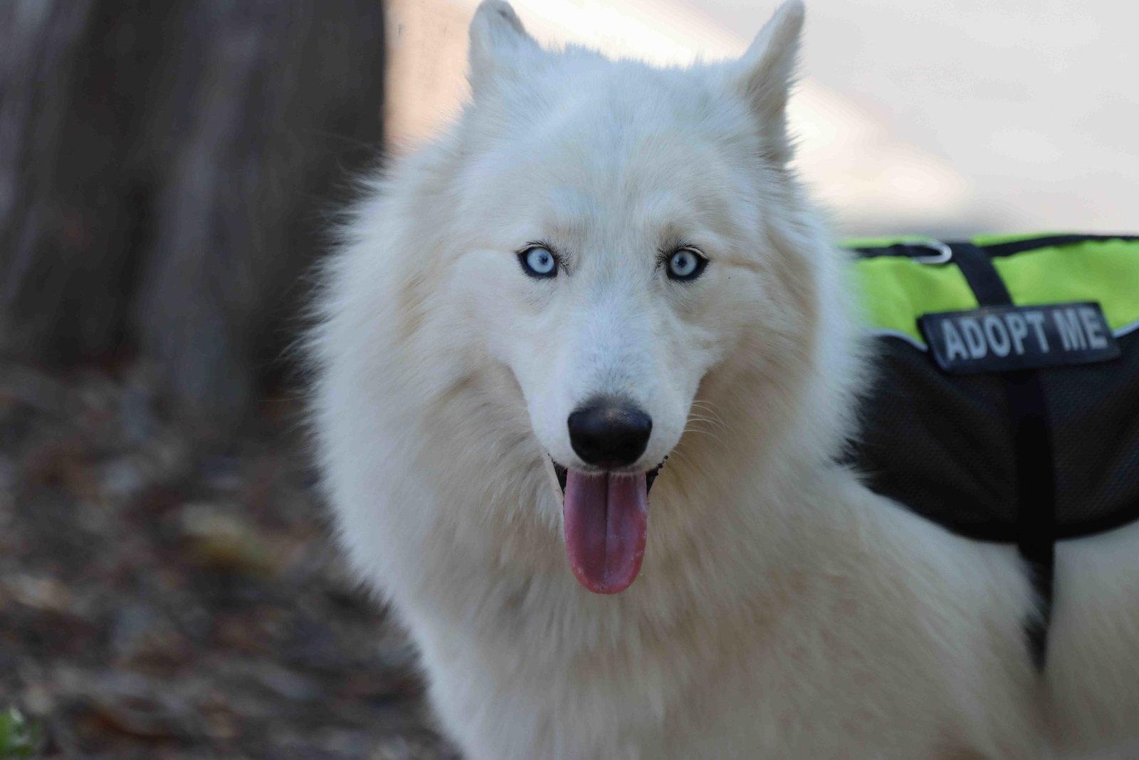 Enlarge Ivory, a Adoptable Siberian Husky in Walnut Creek, CA image 3/3