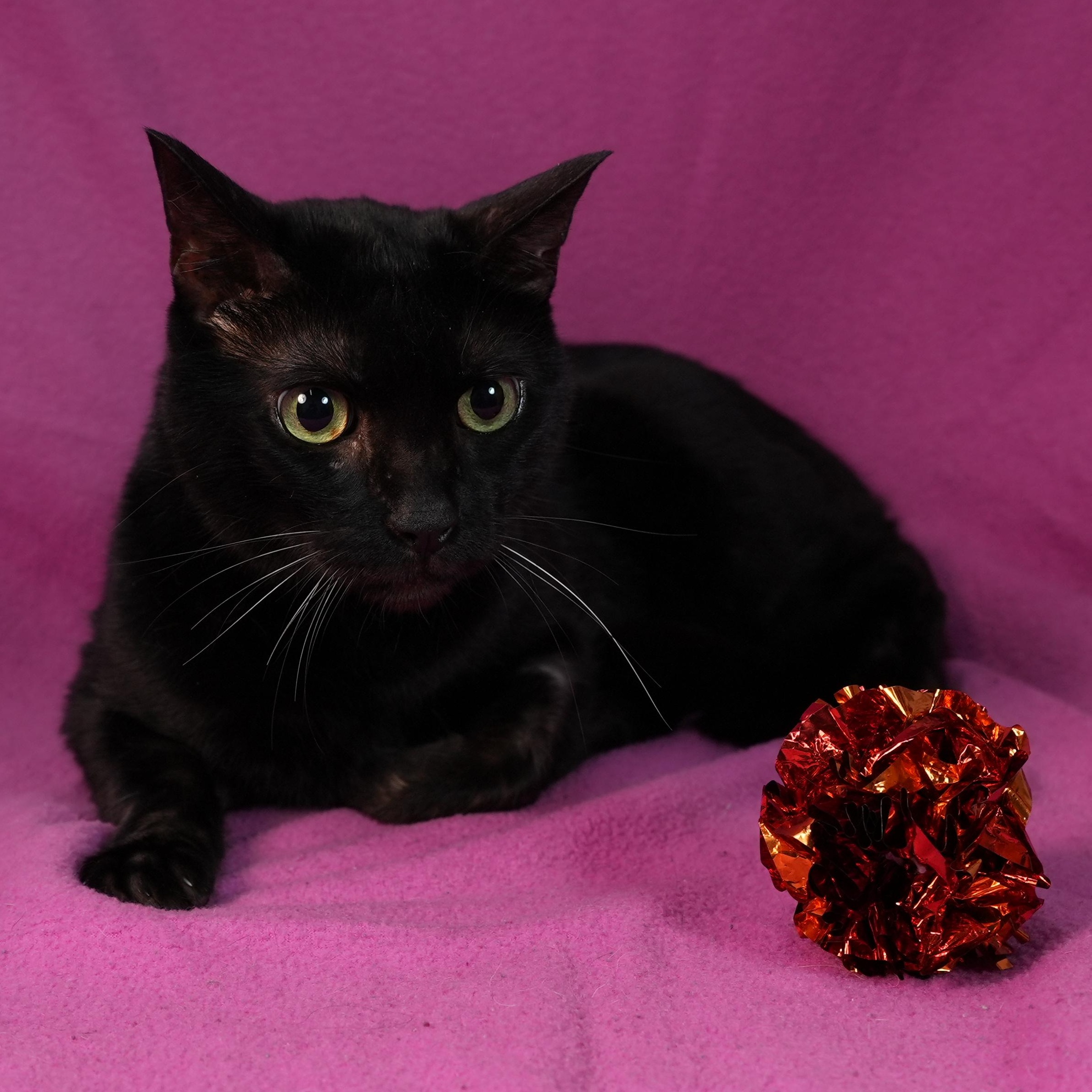 Onyx, Adoptable, Young Male Domestic Short Hair.