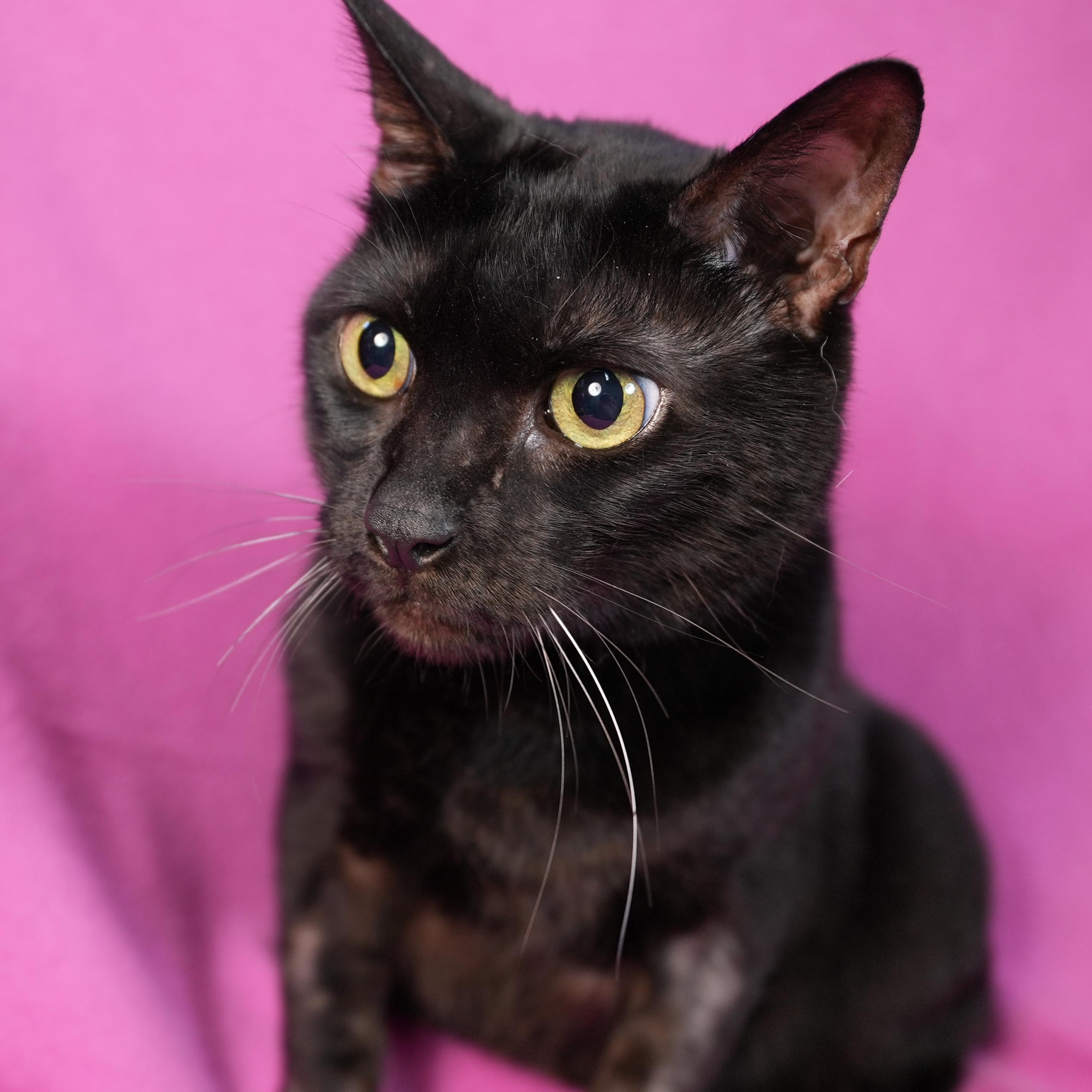 Enlarge Onyx, a Adoptable Domestic Short Hair in Minneapolis, MN image 2/3