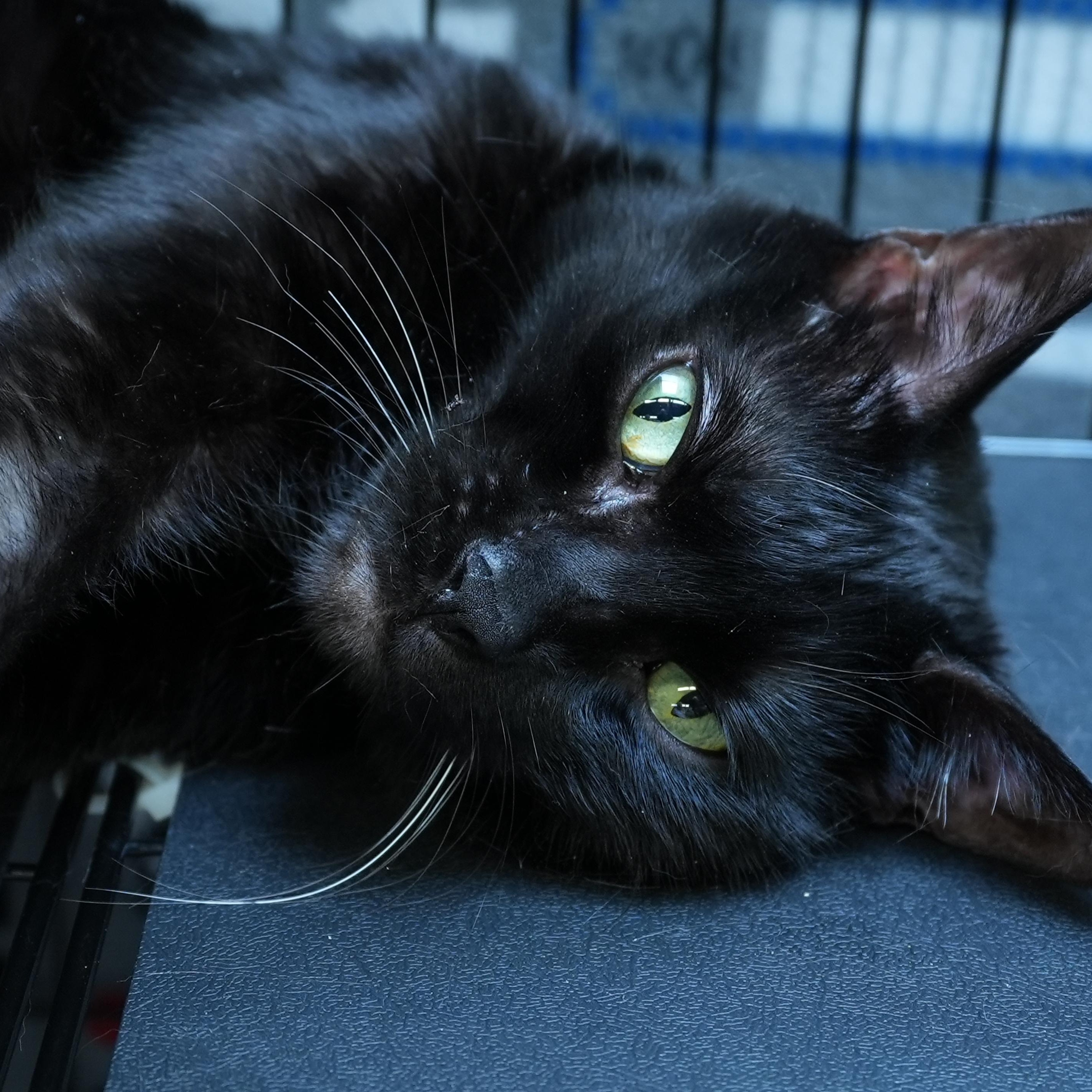 Enlarge Onyx, a Adoptable Domestic Short Hair in Minneapolis, MN image 3/3