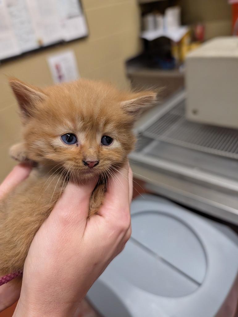 Enlarge Hammy, a Adoptable mixed breed in Douglasville, GA image 1/1
