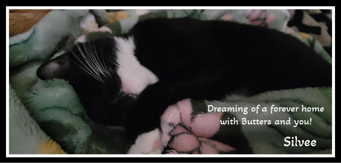 Warning: Butters & Silvee May Cause Sudden Snuggling!!
