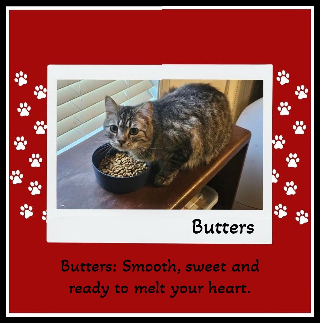 Enlarge Warning: Butters & Silvee May Cause Sudden Snuggling!!, a Adoptable mixed breed in Snow Camp, NC image 2/4