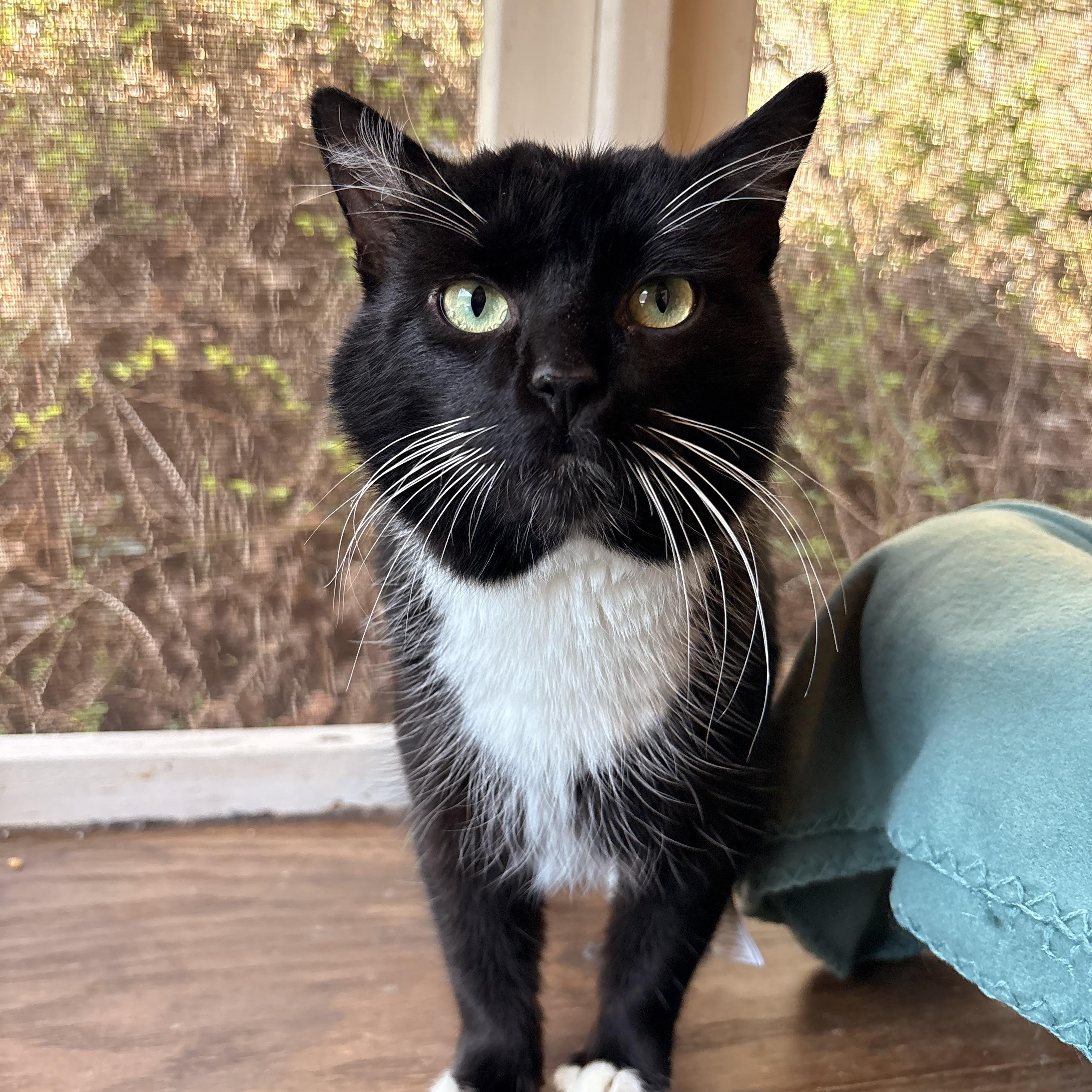 Enlarge Prescott, a ADOPTABLE Domestic Short Hair in White Oak, PA image 2/4