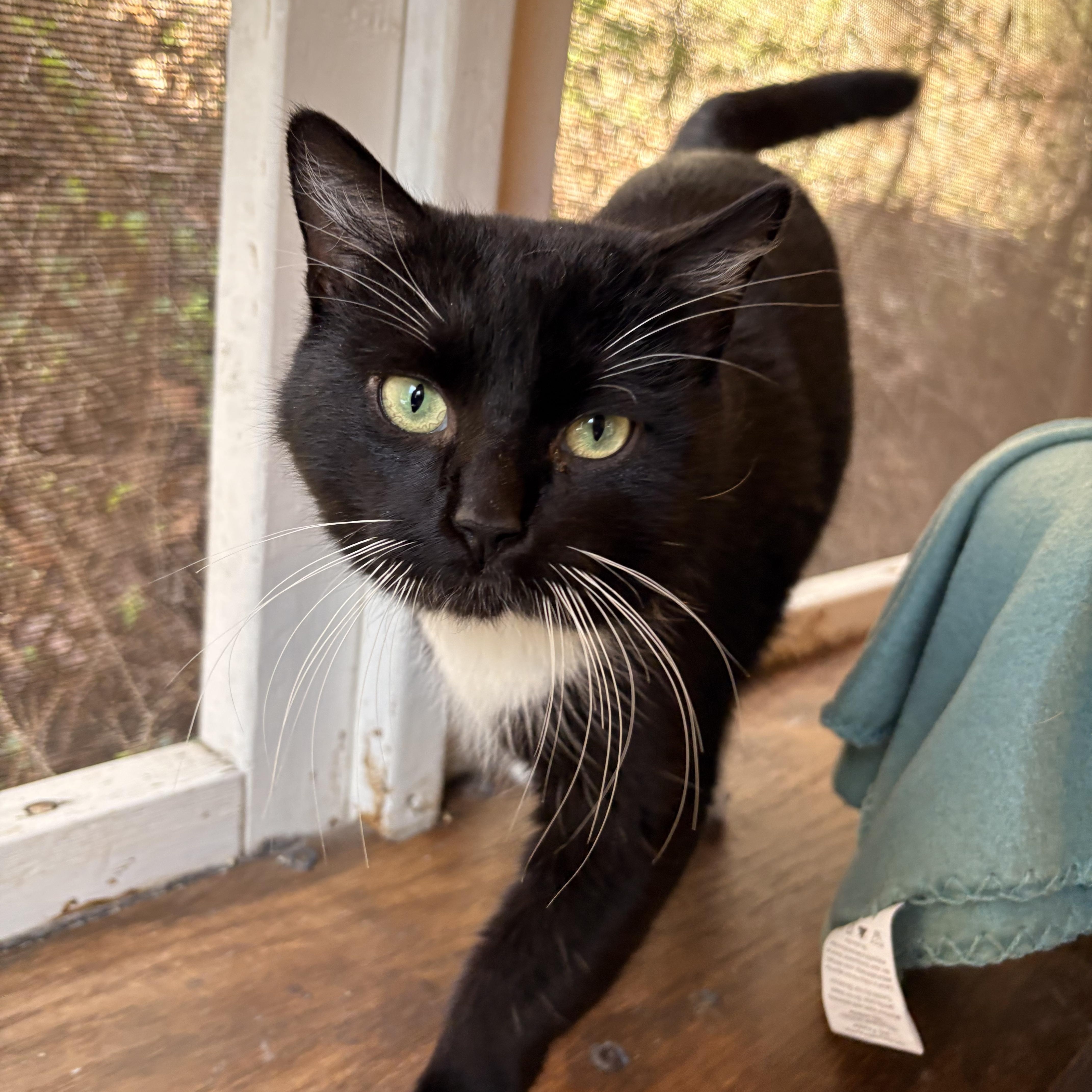 Enlarge Prescott, a ADOPTABLE Domestic Short Hair in White Oak, PA image 3/4