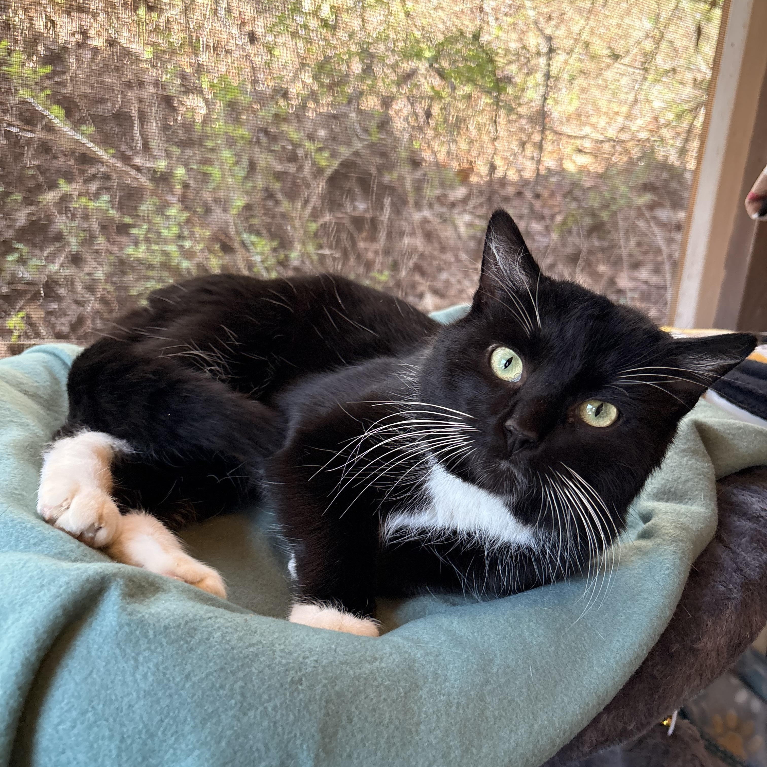 Prescott, ADOPTABLE, Adult Male Domestic Short Hair.