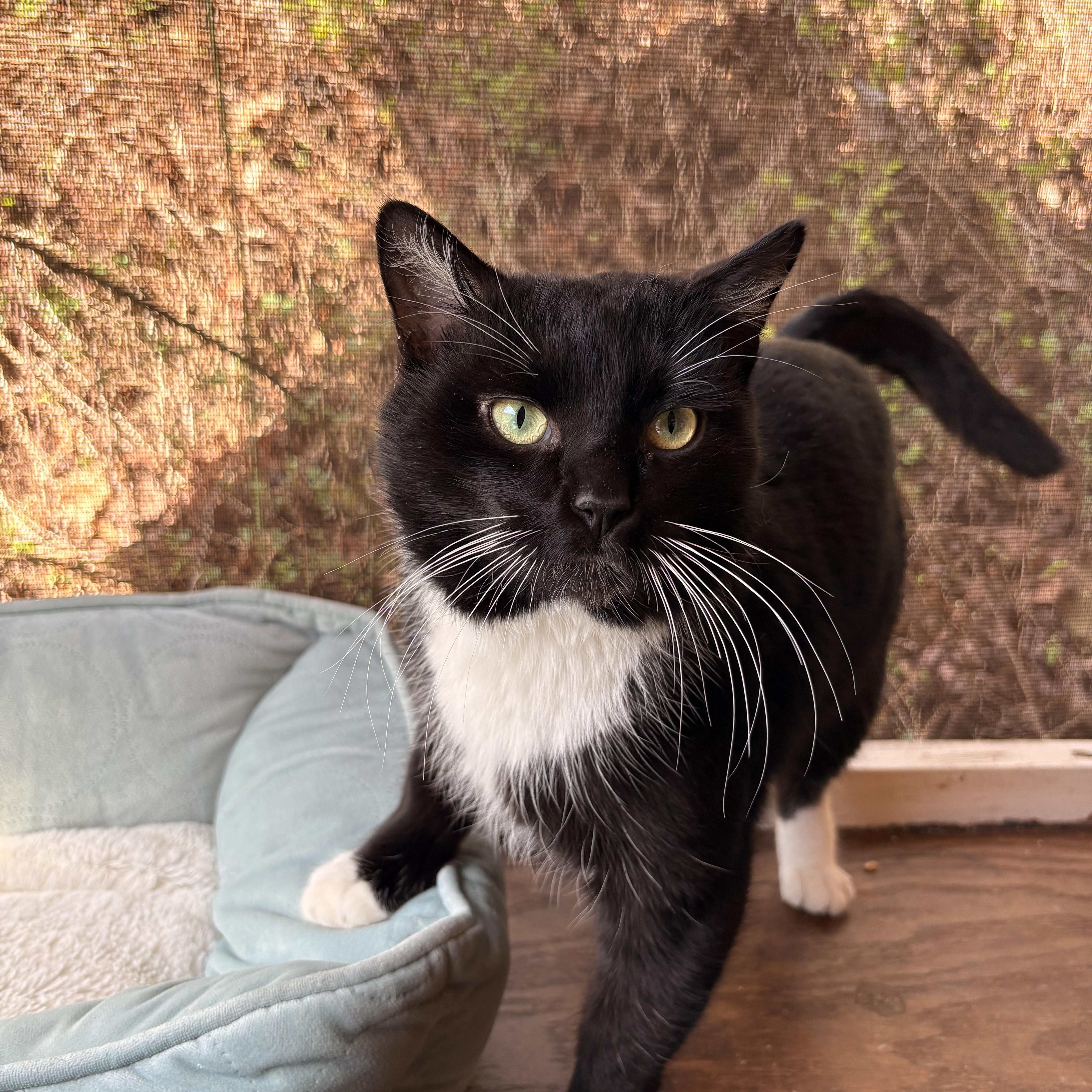 Enlarge Prescott, a ADOPTABLE Domestic Short Hair in White Oak, PA image 4/4