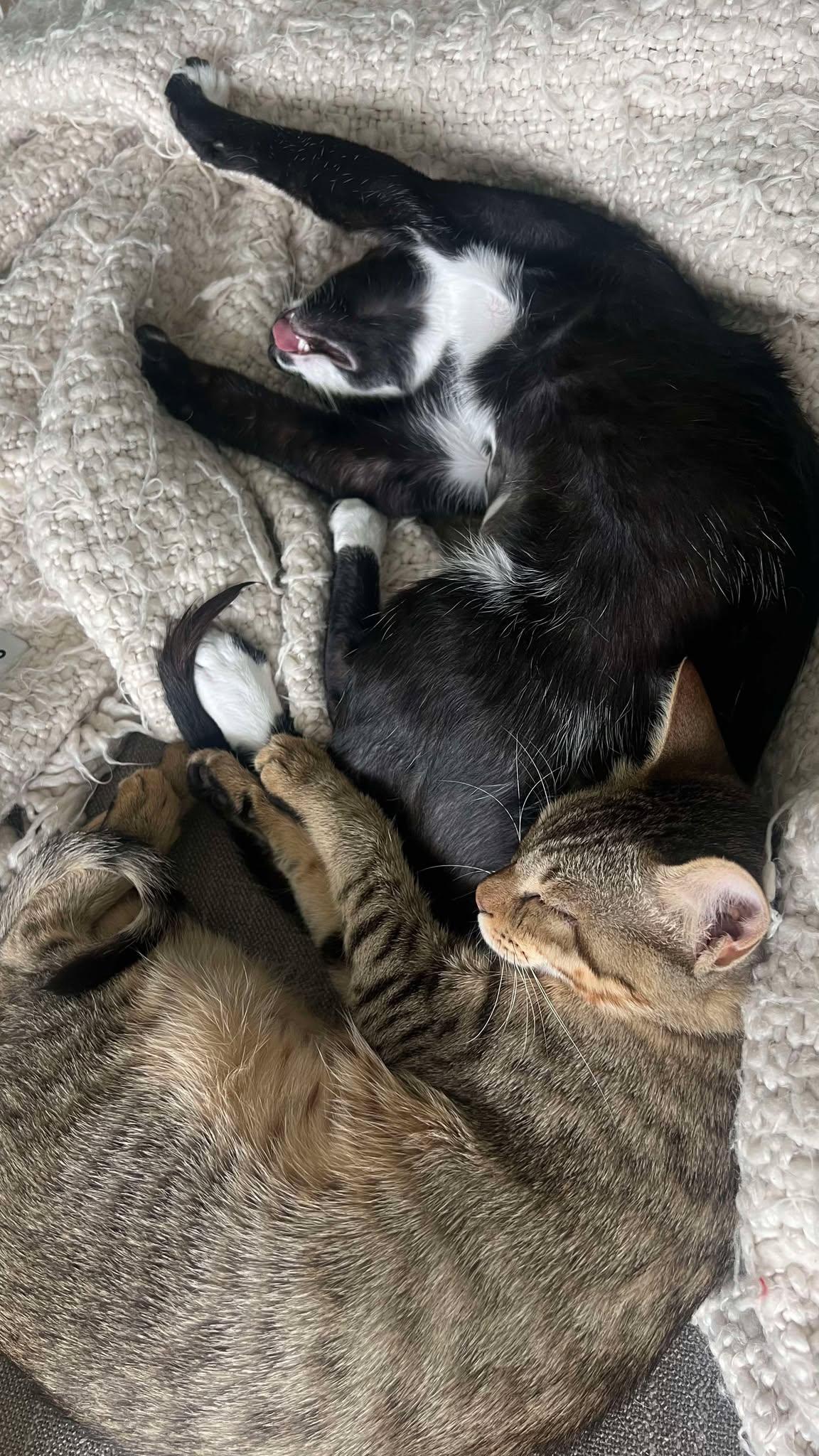 Marko - Bonded to Apo ($400 for pair), a Adoptable Domestic Short Hair in BURNABY, BC image 1/5