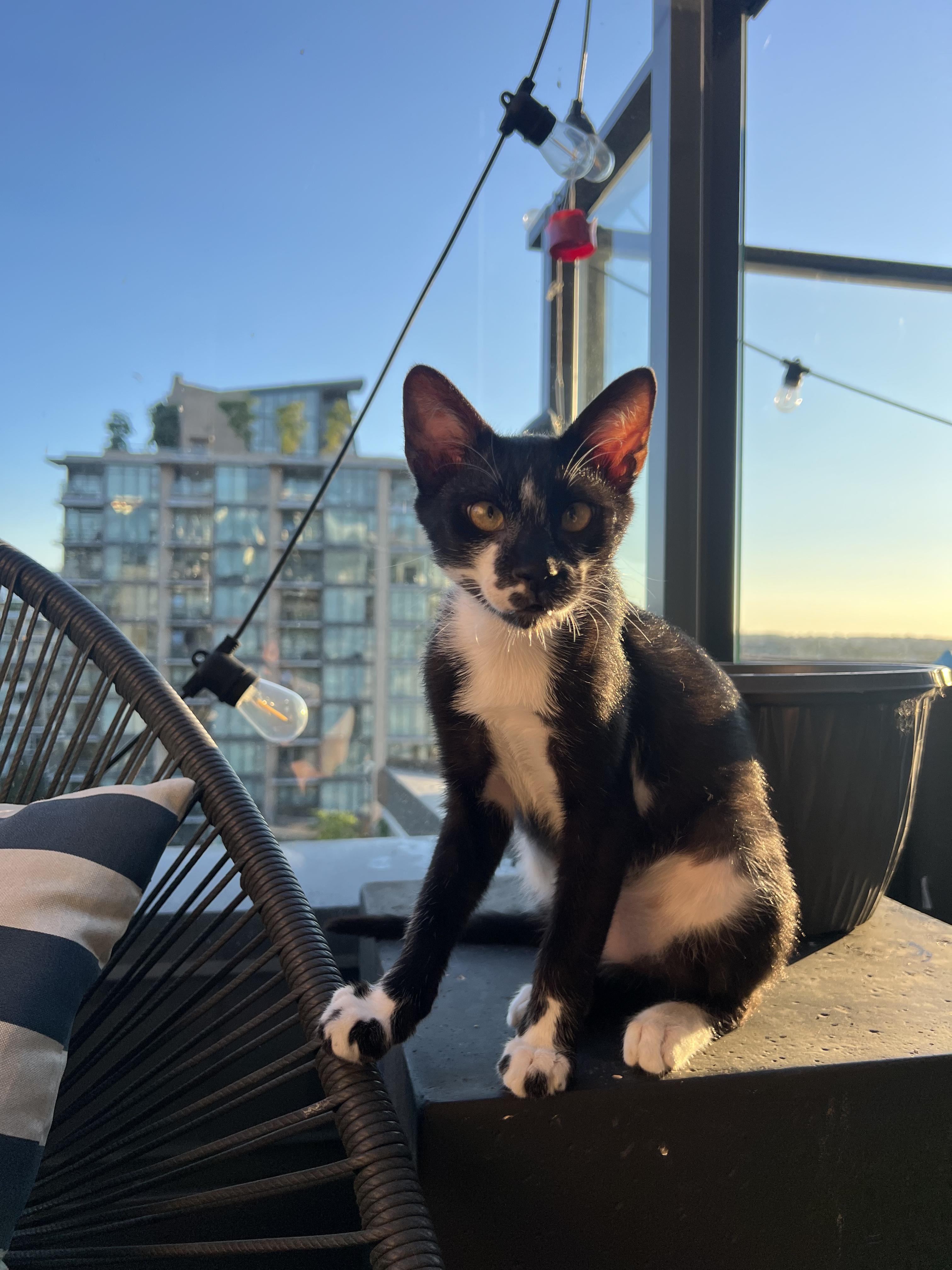 Marko - Bonded to Apo ($400 for pair), a Adoptable Domestic Short Hair in BURNABY, BC image 2/5