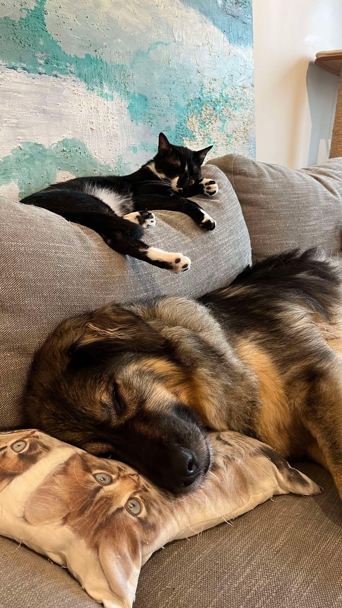 Marko - Bonded to Apo ($400 for pair), a Adoptable Domestic Short Hair in BURNABY, BC image 3/5