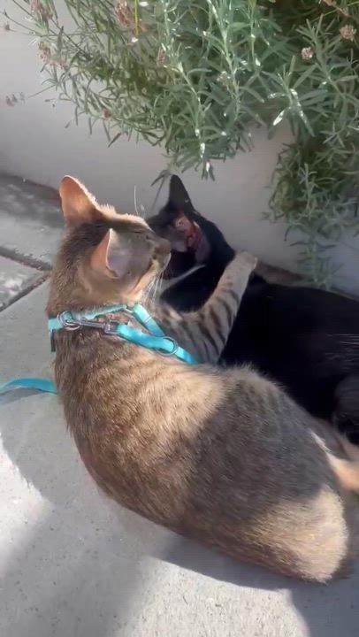 Enlarge Marko - Bonded to Apo ($400 for pair), a Adoptable Domestic Short Hair in BURNABY, BC video 5/5