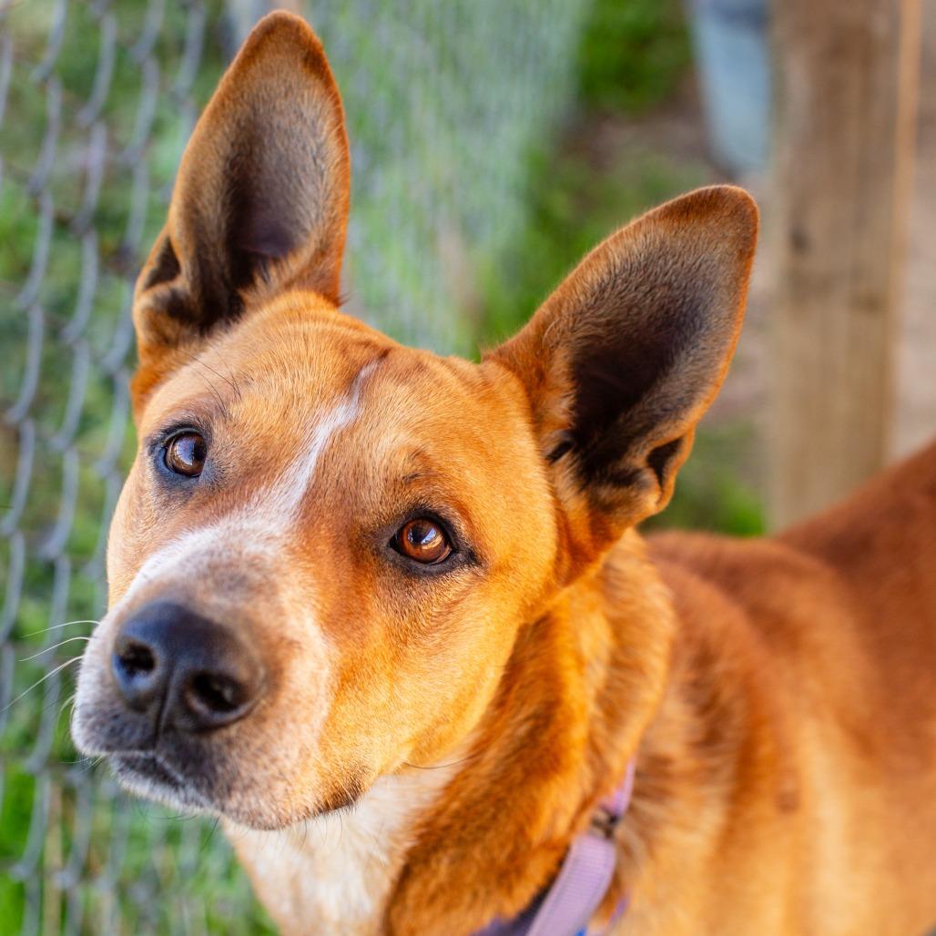 Enlarge Titan, a Adoptable mixed breed in Hattiesburg, MS image 1/5