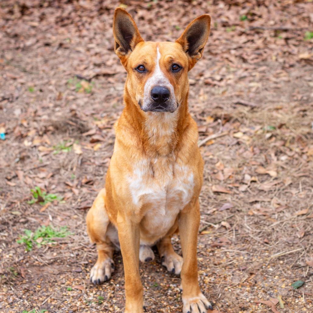 Enlarge Titan, a Adoptable mixed breed in Hattiesburg, MS image 3/5