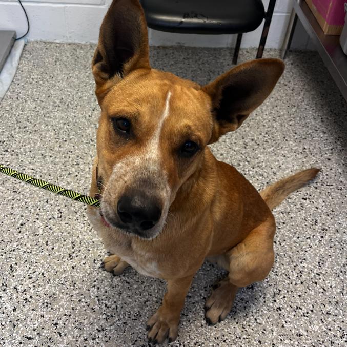 Enlarge Titan, a Adoptable mixed breed in Hattiesburg, MS image 4/5