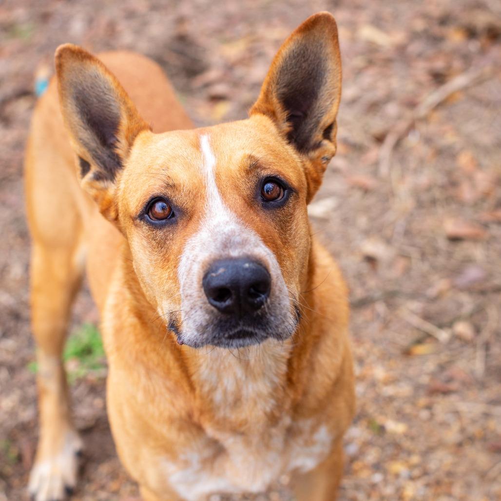Enlarge Titan, a Adoptable mixed breed in Hattiesburg, MS image 5/5