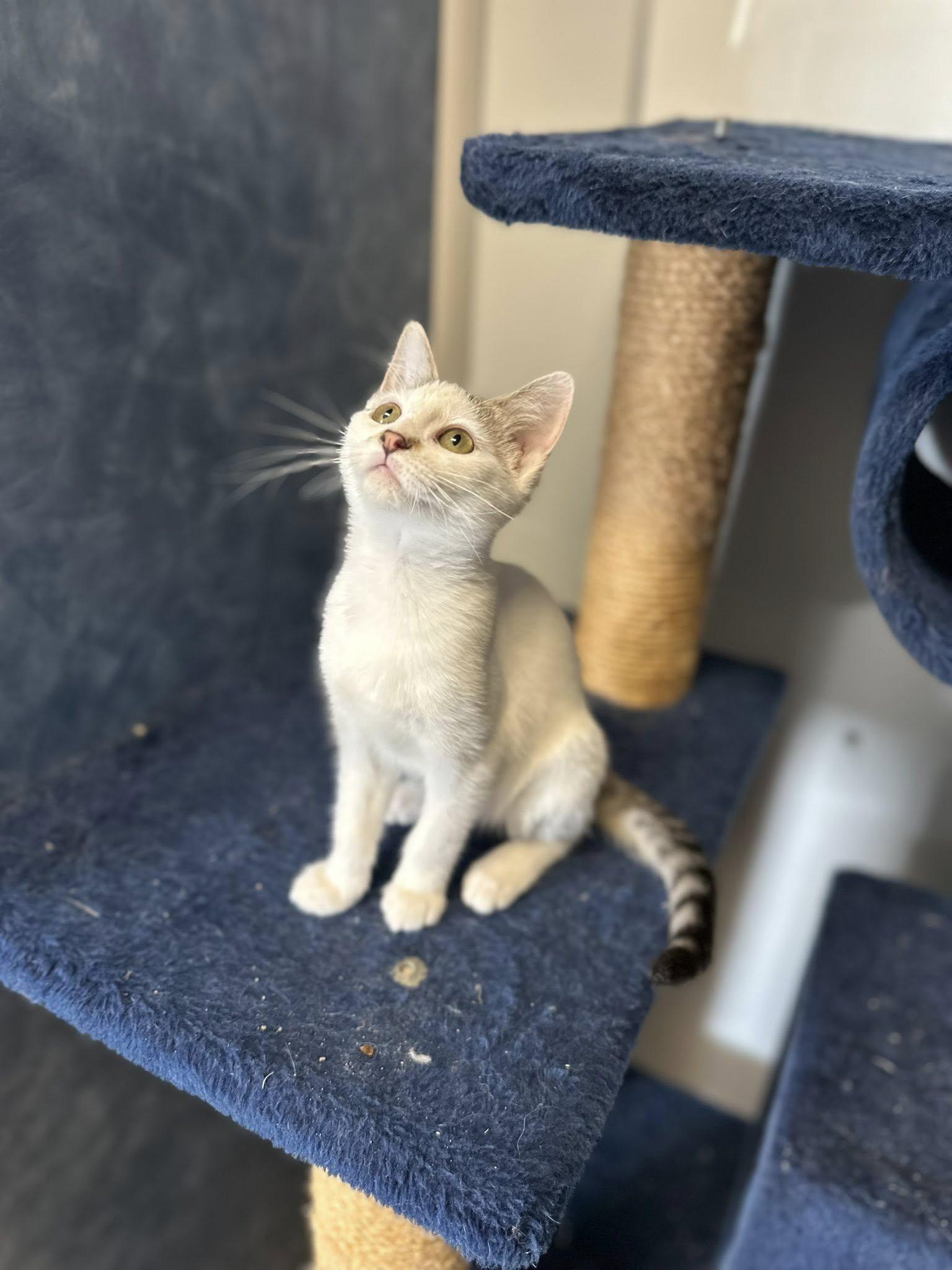 Baby Cat, ADOPTABLE, Young Female Domestic Short Hair.