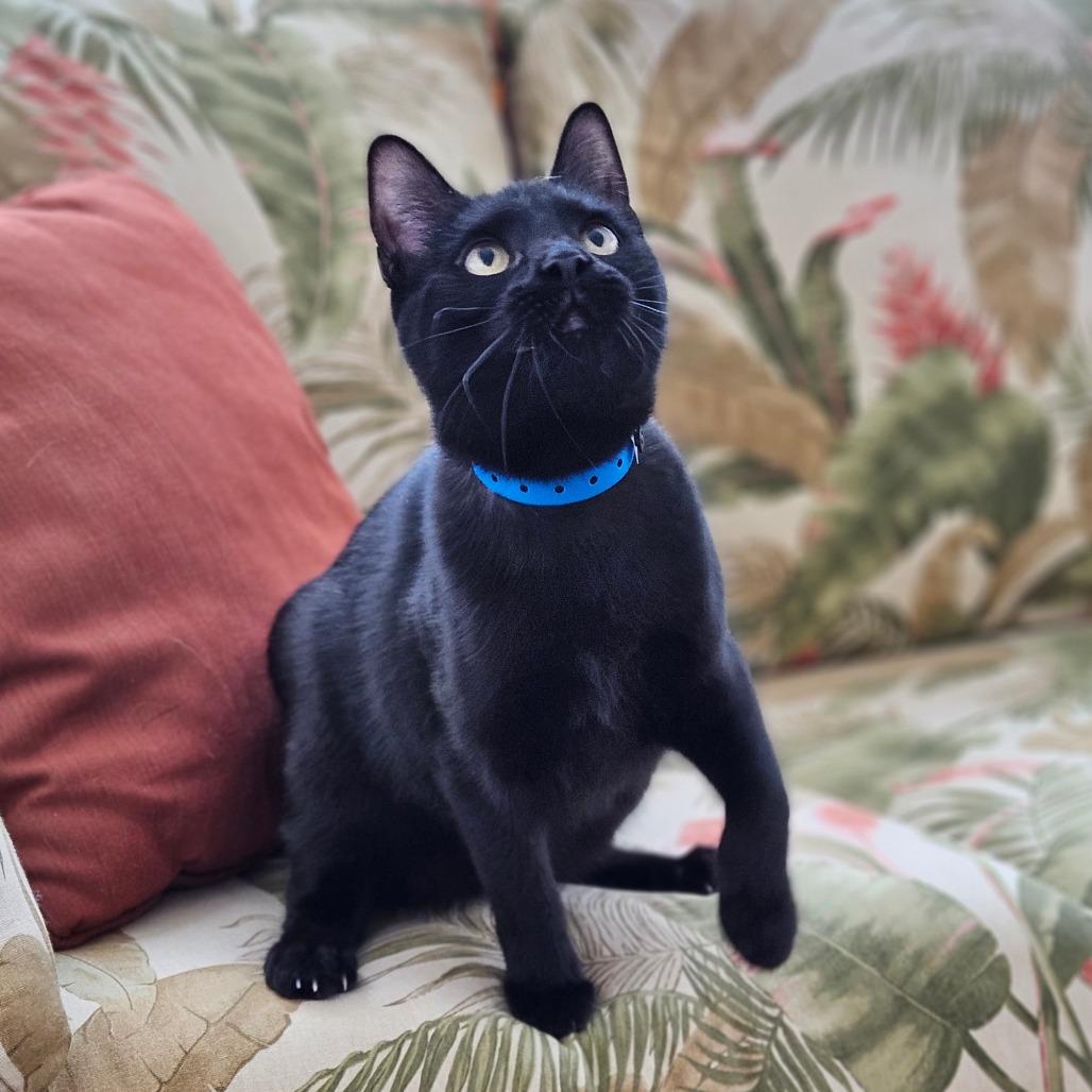 Petula — thumbnail 2