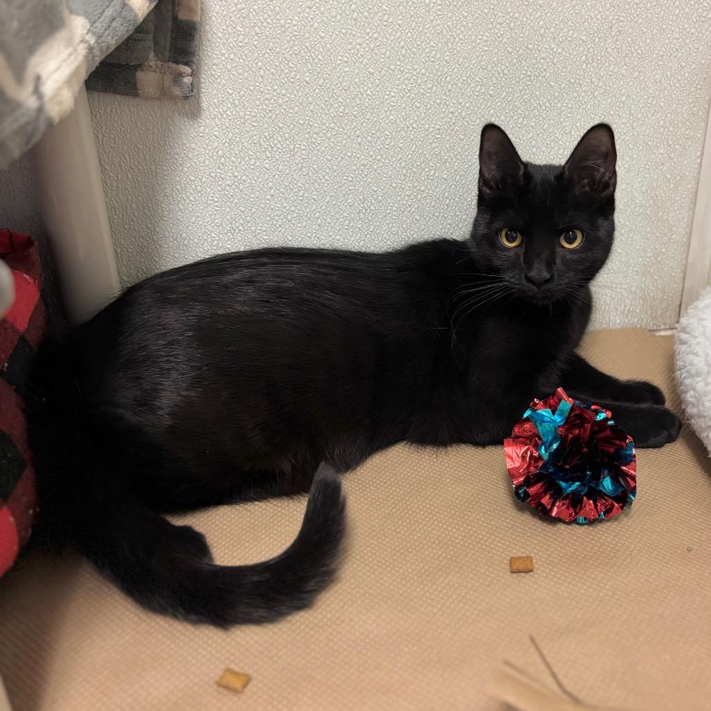 Petula — thumbnail 3