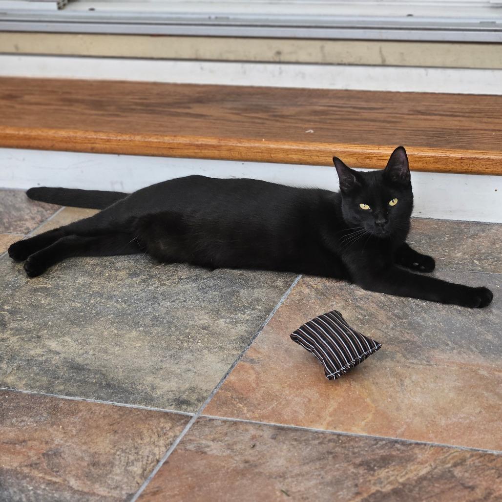 Petula — thumbnail 5