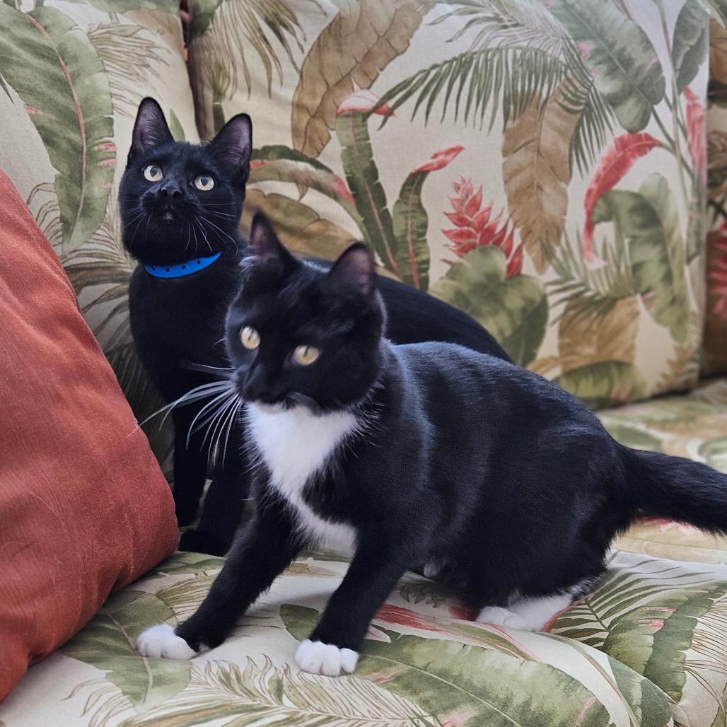 Petula — thumbnail 6