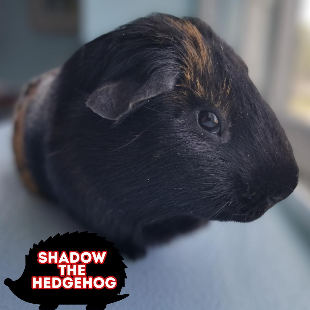 Shadow the Hedgehog