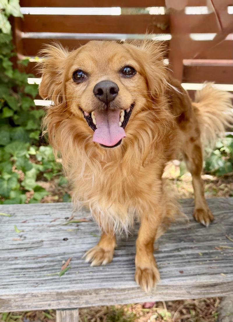 Wyatt, Adoptable, Adult Male Papillon.