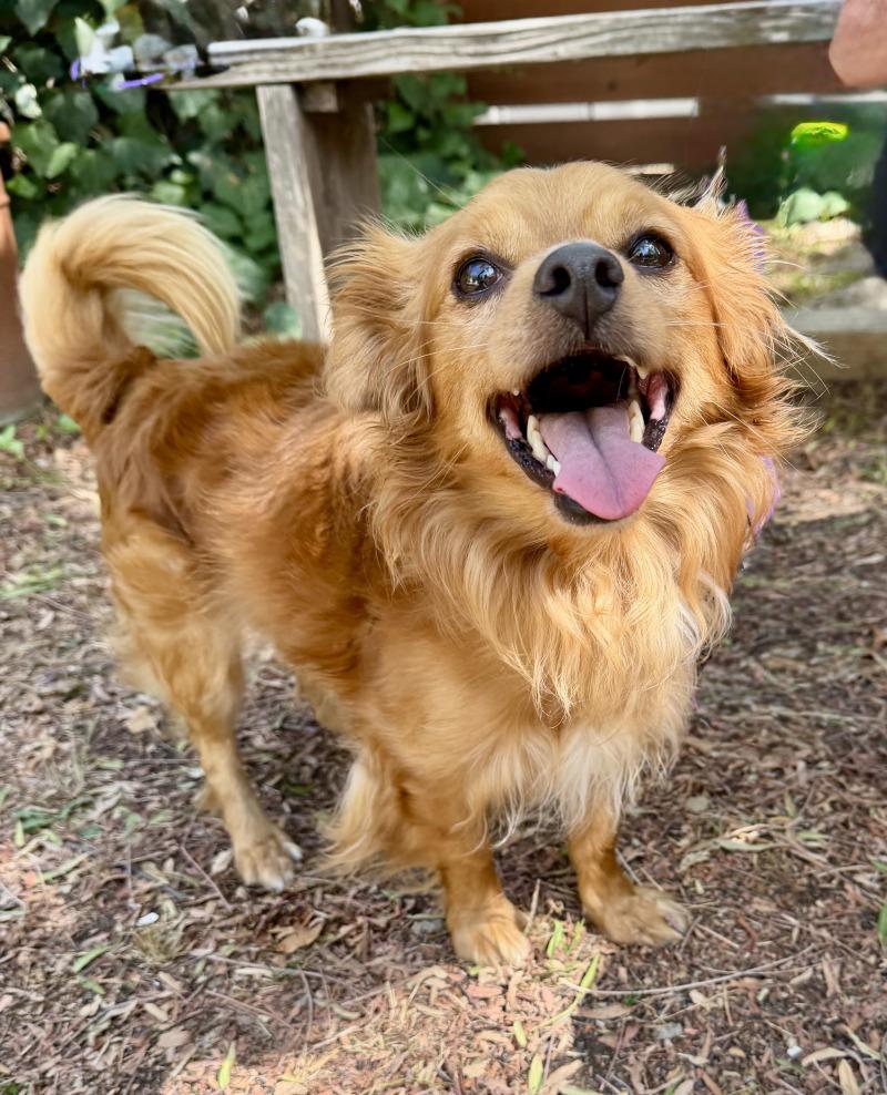 Enlarge Wyatt, a Adoptable Papillon in Valley Village, CA image 2/3