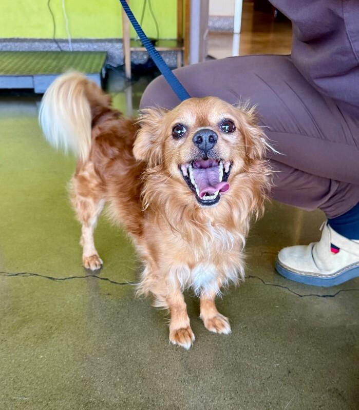 Enlarge Wyatt, a Adoptable Papillon in Valley Village, CA image 3/3