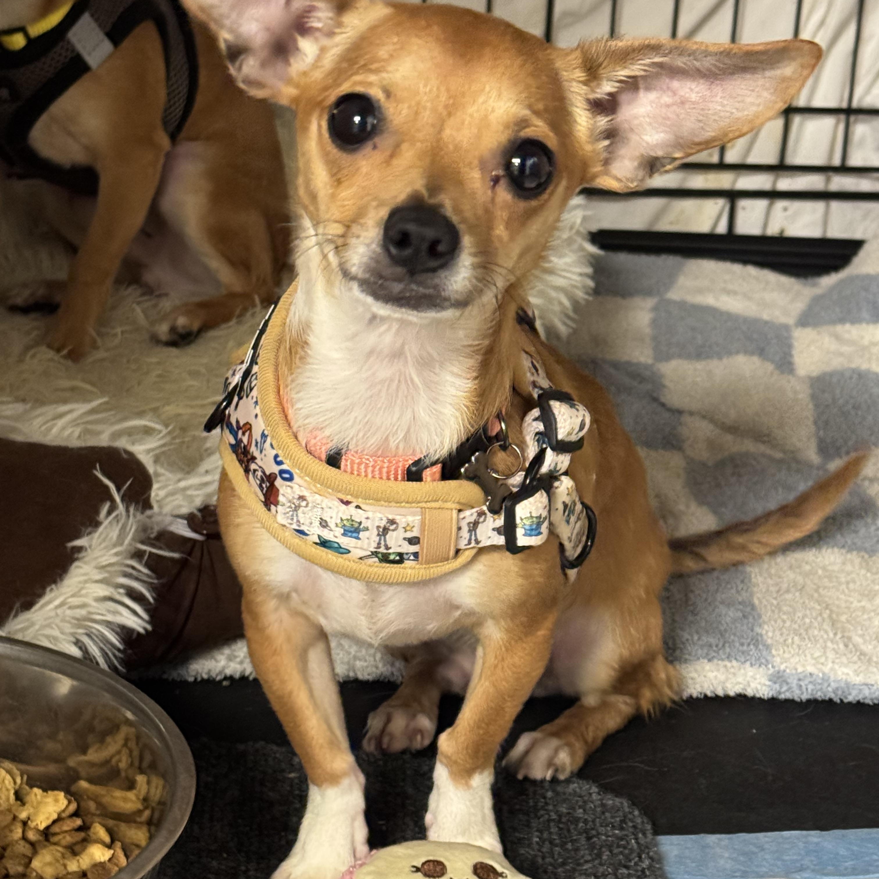Pip , adopted, Puppy Male Chihuahua.