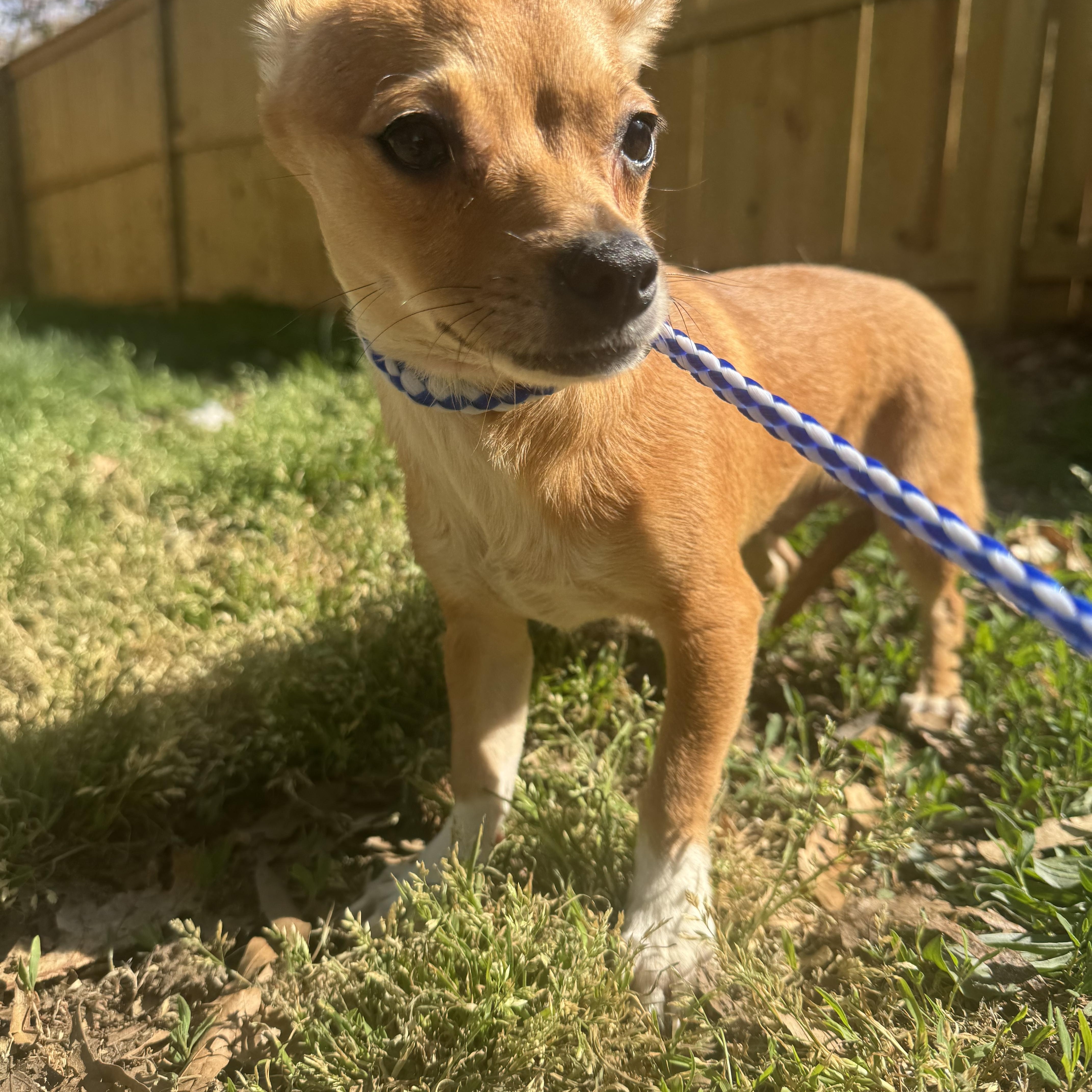Enlarge Pip , an adopted mixed breed in Fredericksburg, VA image 2/5