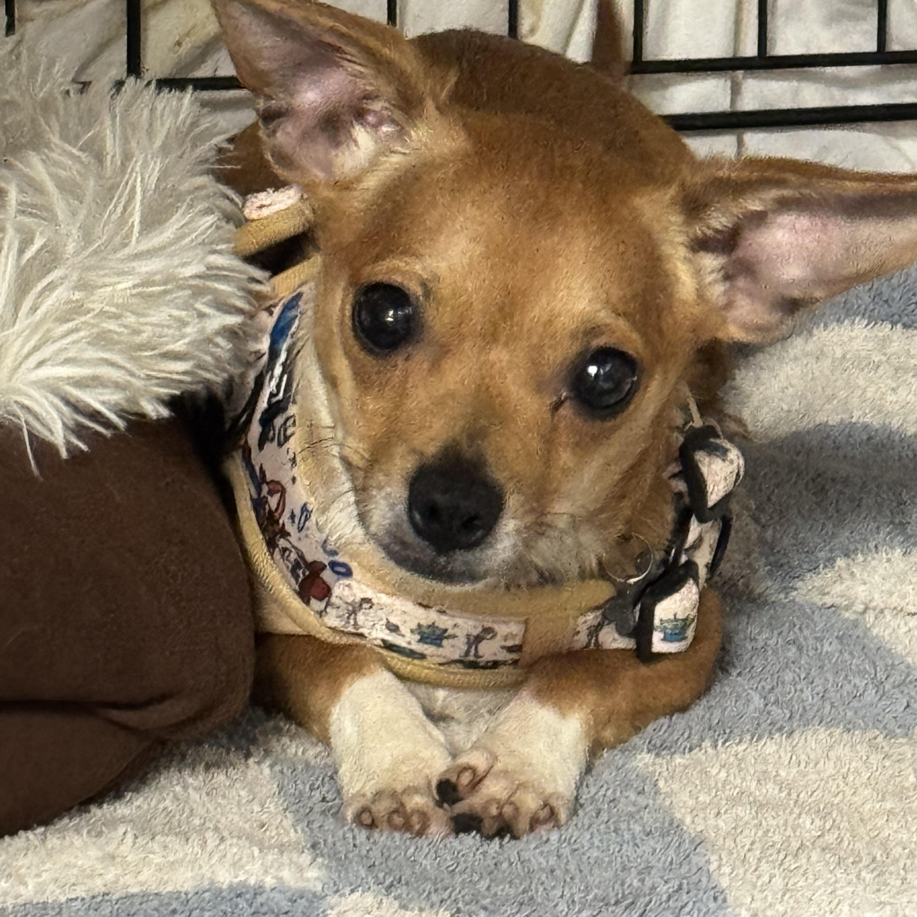 Enlarge Pip , an adopted mixed breed in Fredericksburg, VA image 3/5