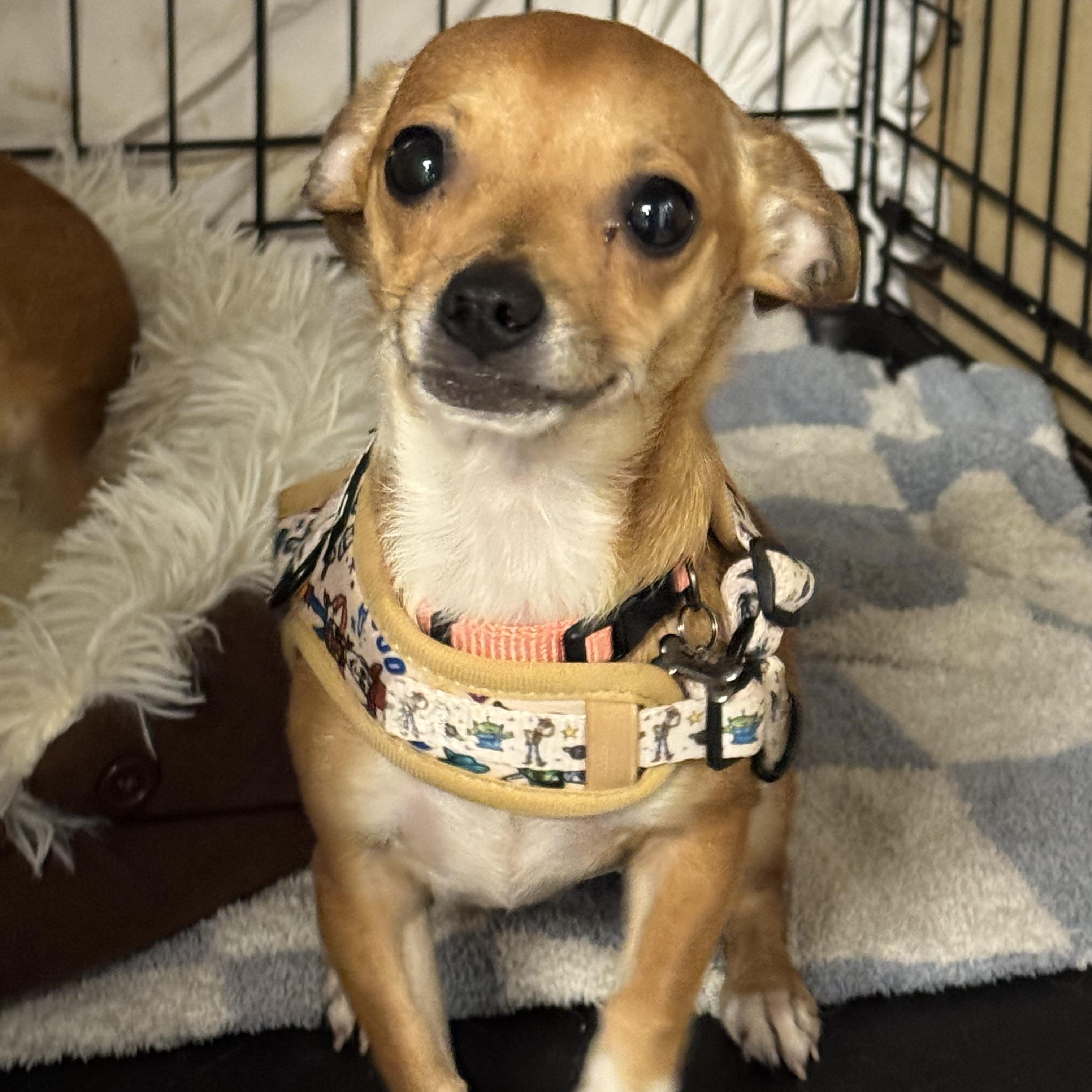 Enlarge Pip , an adopted mixed breed in Fredericksburg, VA image 5/5