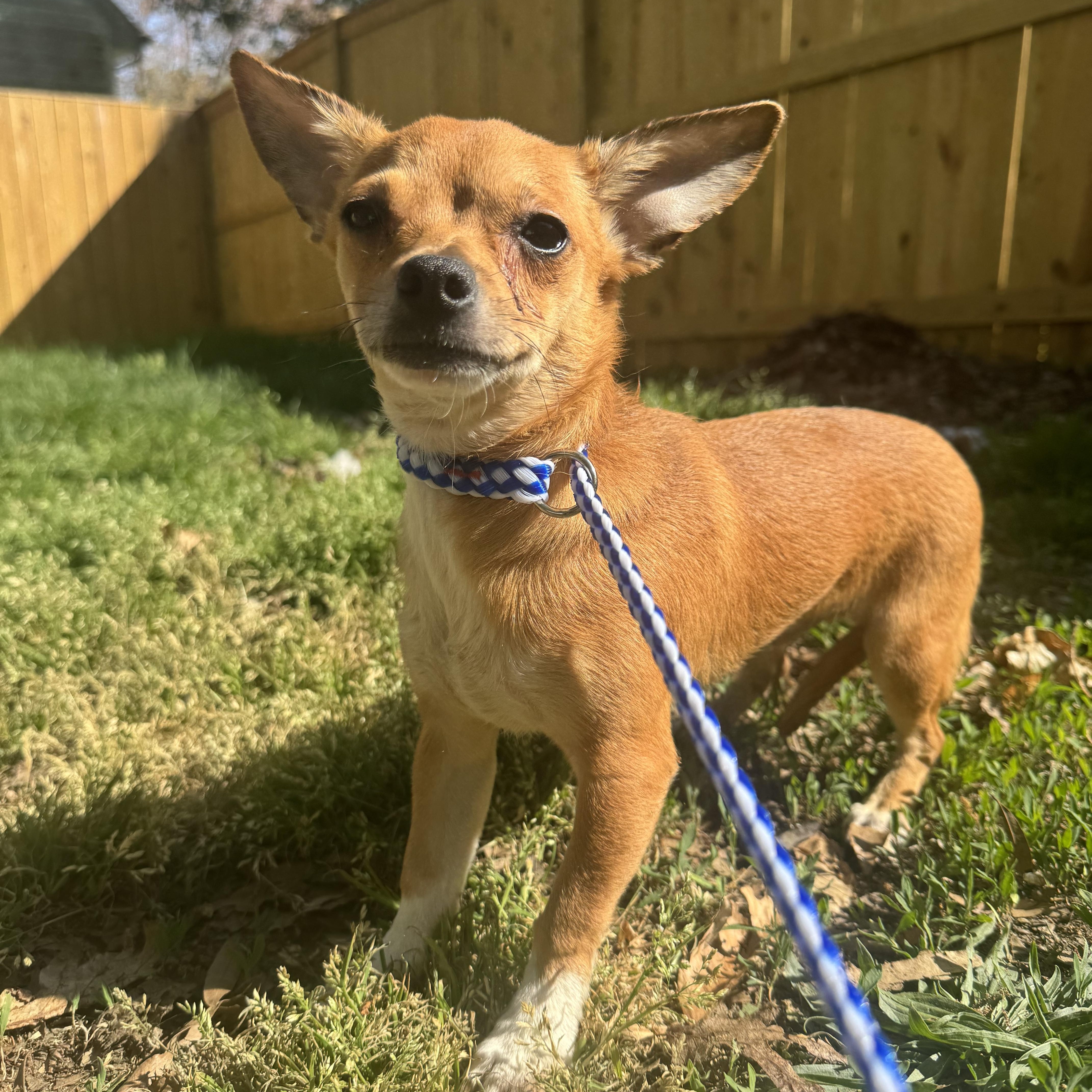 Enlarge Pip , an adopted mixed breed in Fredericksburg, VA image 4/5