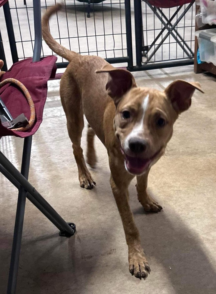 Dog for adoption Red, an American Staffordshire Terrier & French