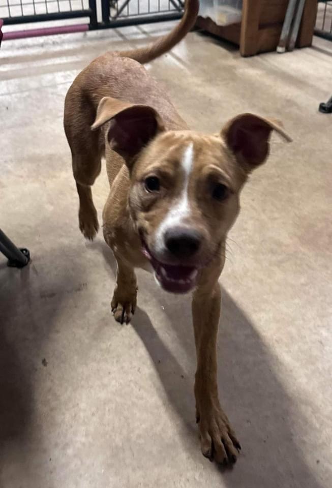 Dog for adoption Red, an American Staffordshire Terrier & French