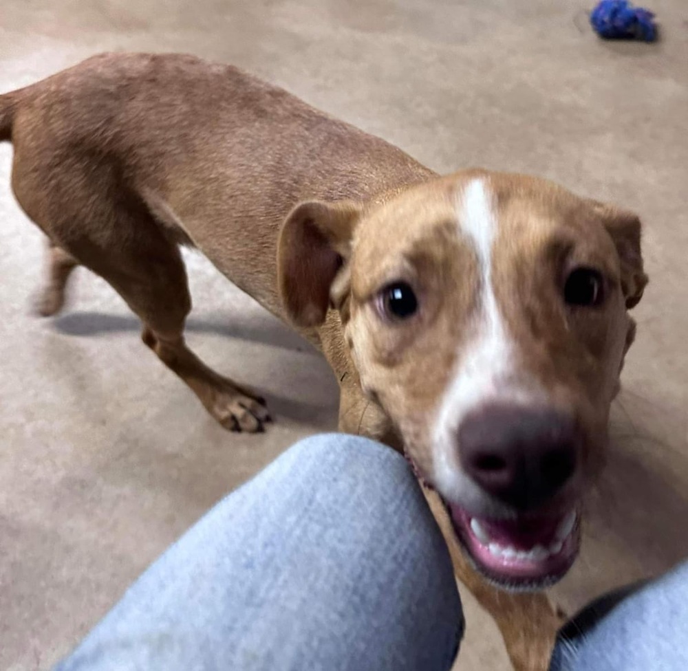 Dog for adoption Red, an American Staffordshire Terrier & French