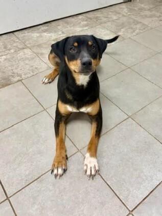Charlie, Adoptable, Young Male Hound.