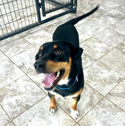 Enlarge Charlie, a Adoptable mixed breed in Mocksville, NC image 1/4