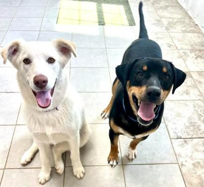 Enlarge Charlie, a Adoptable mixed breed in Mocksville, NC image 2/4