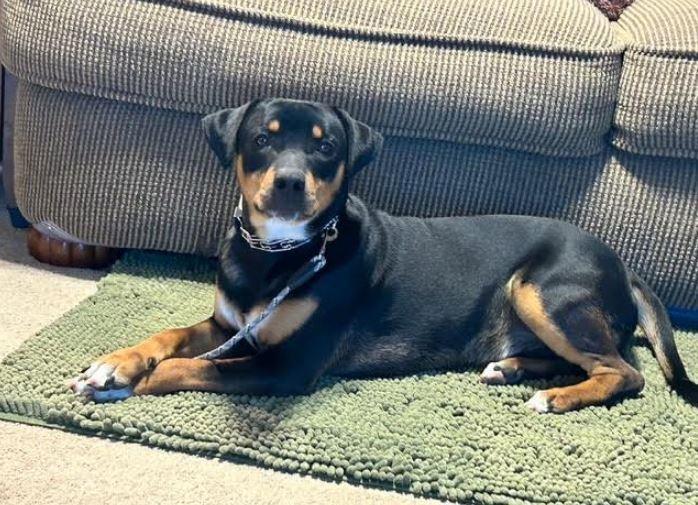 Enlarge Charlie, a Adoptable mixed breed in Mocksville, NC image 1/1