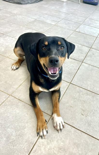 Enlarge Charlie, a Adoptable mixed breed in Mocksville, NC image 4/4