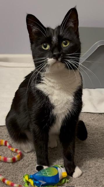 Enlarge PETAL, a Adoptable Domestic Short Hair in Aurora, CO image 1/1