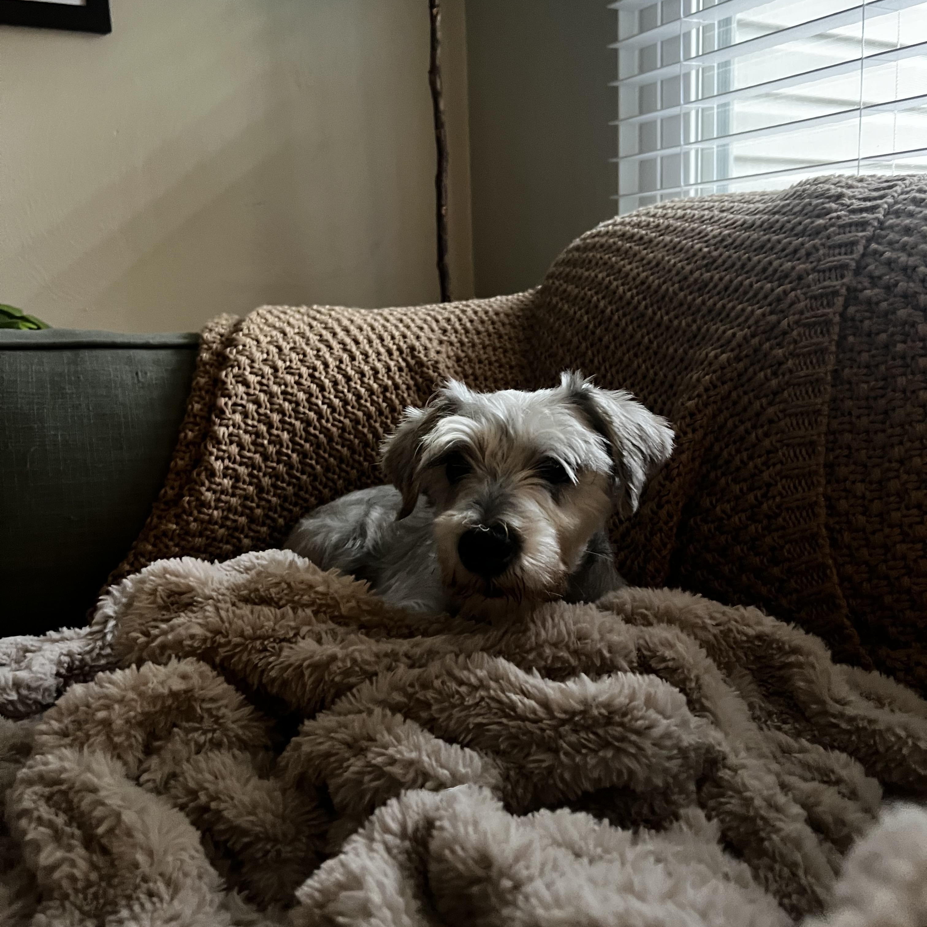 Bobby Darrin, ADOPTABLE, Adult Male Miniature Schnauzer.