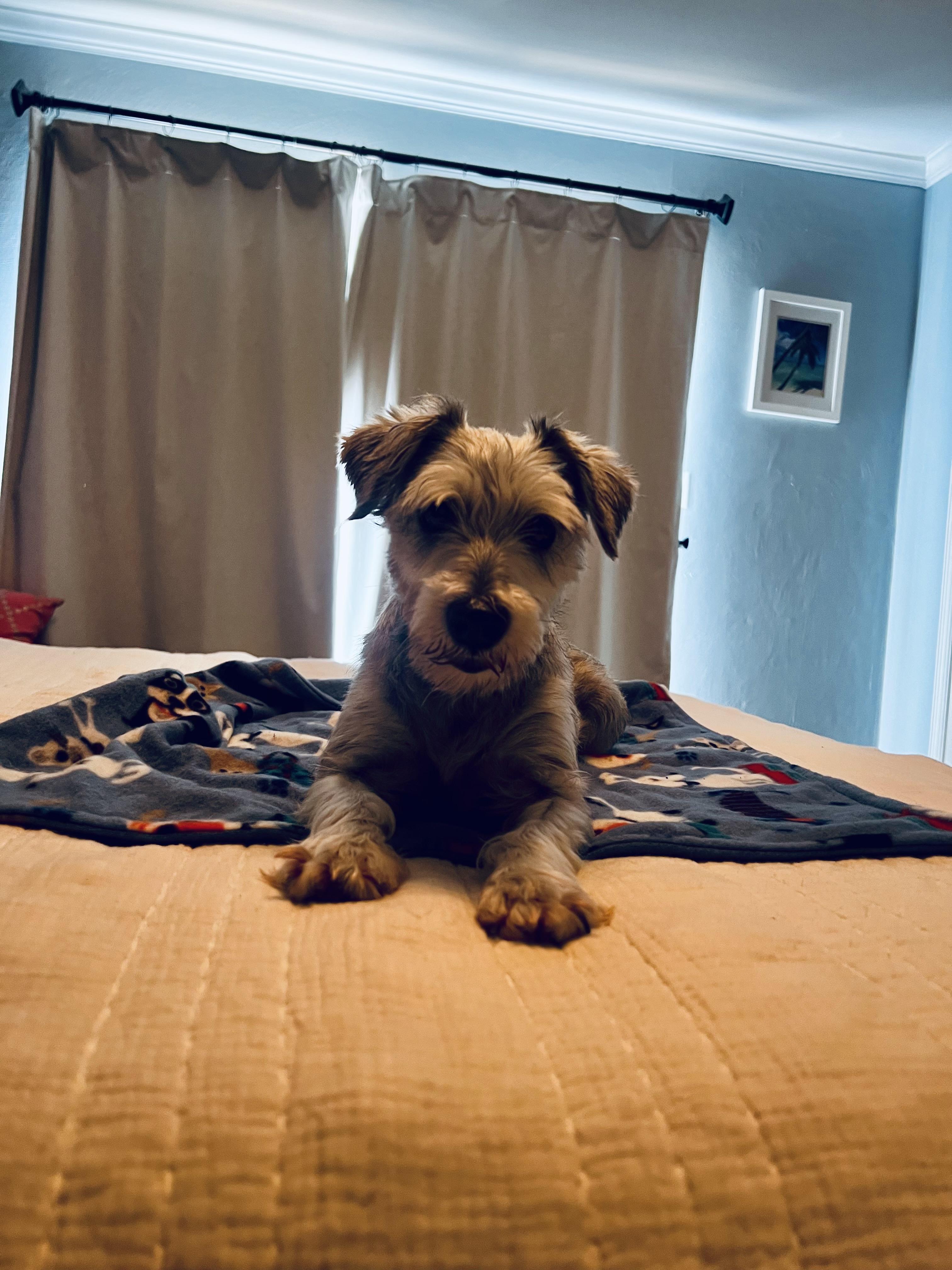 Bobby Darrin, a ADOPTABLE Miniature Schnauzer in Virginia Beach, VA image 3/5