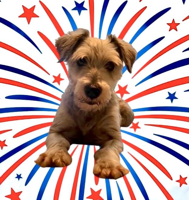 Enlarge Bobby Darrin, a ADOPTABLE Miniature Schnauzer in Virginia Beach, VA image 1/1