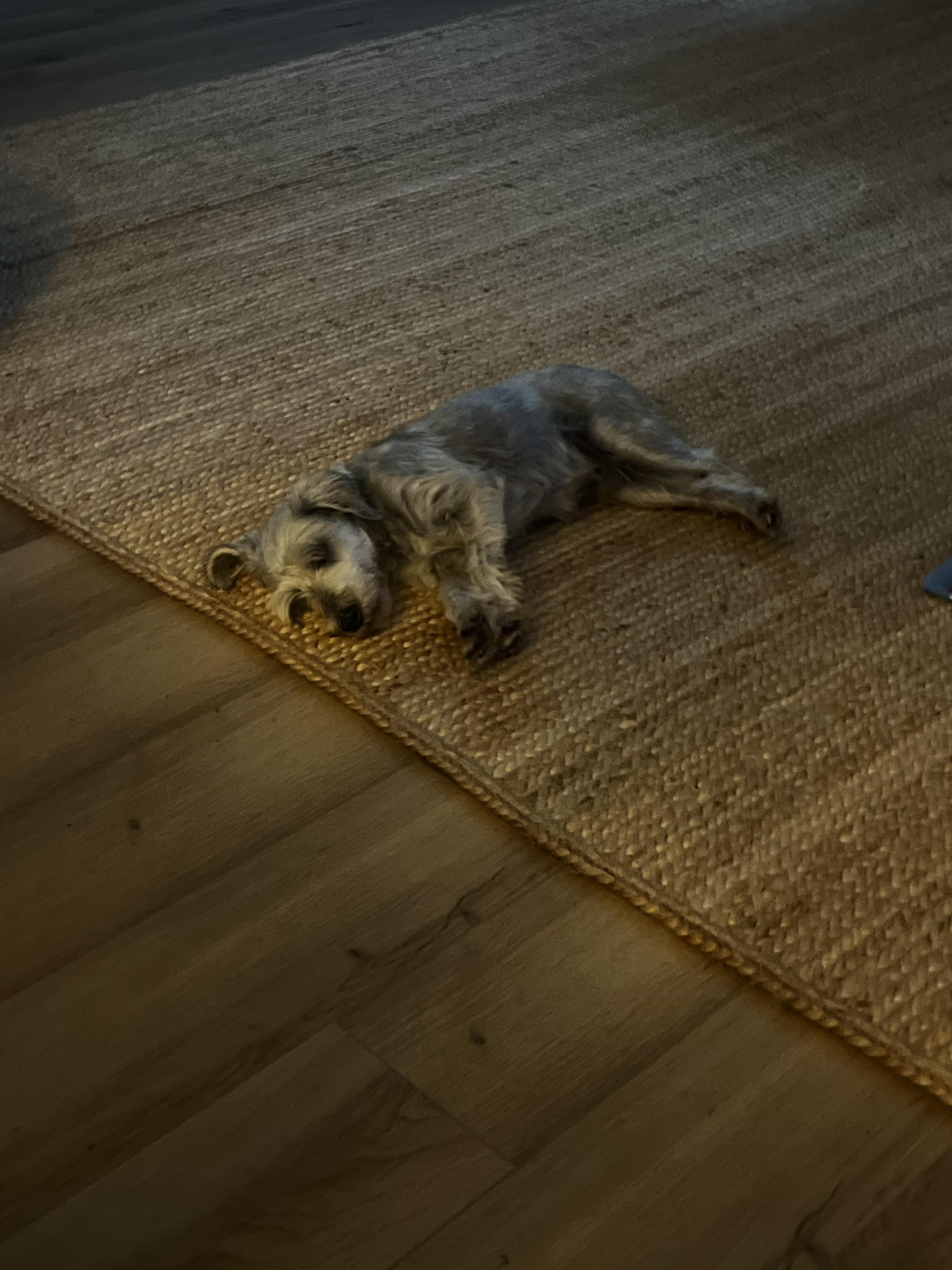Bobby Darrin, a ADOPTABLE Miniature Schnauzer in Virginia Beach, VA image 5/5