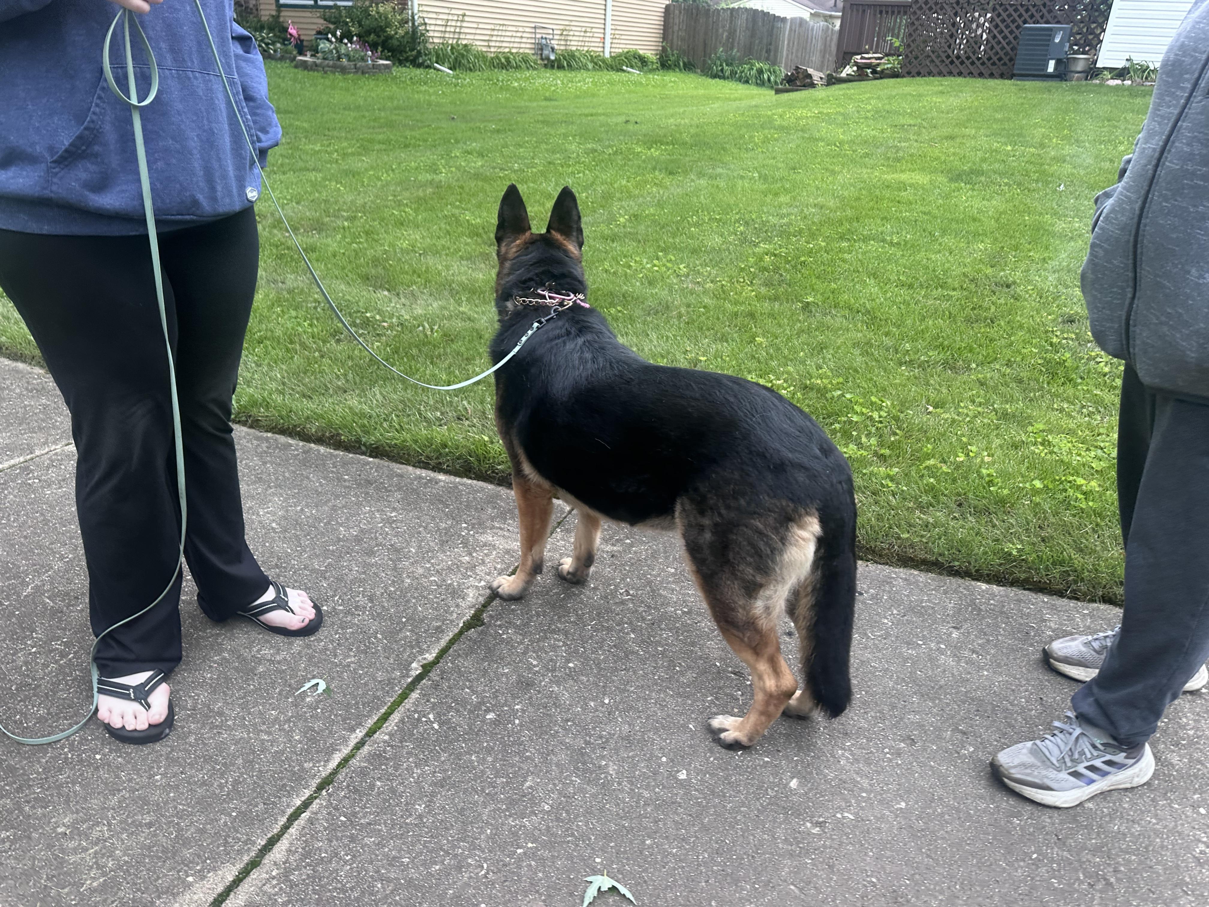 Enlarge Heidi, a ADOPTABLE mixed breed in Oswego, IL image 6/6