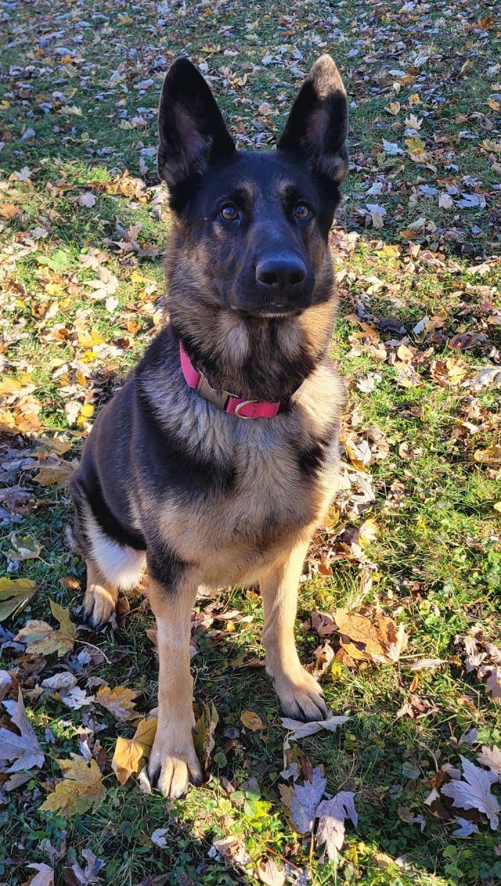 Heidi, a ADOPTABLE mixed breed in Oswego, IL image 4/5