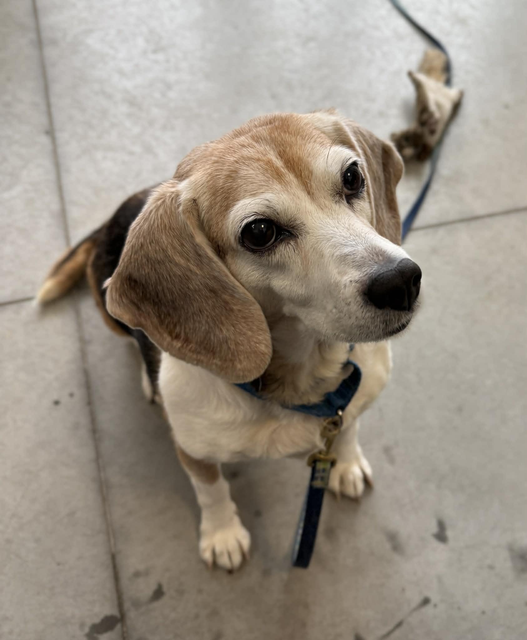 Enlarge Kaos, a Adoptable Beagle in Elizabethtown, NY image 1/1